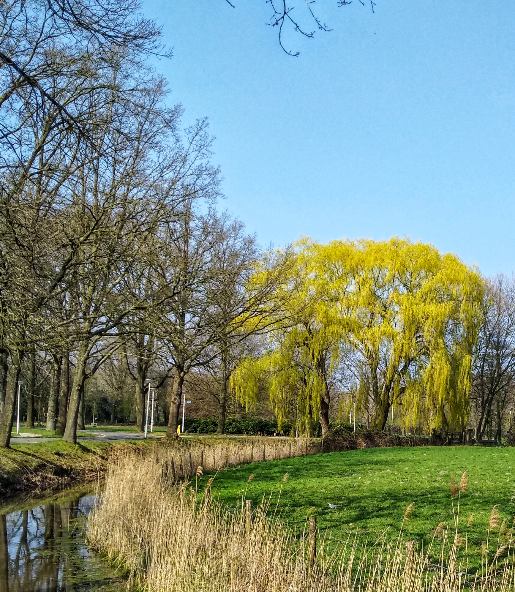 Wilg Schothorsterpark